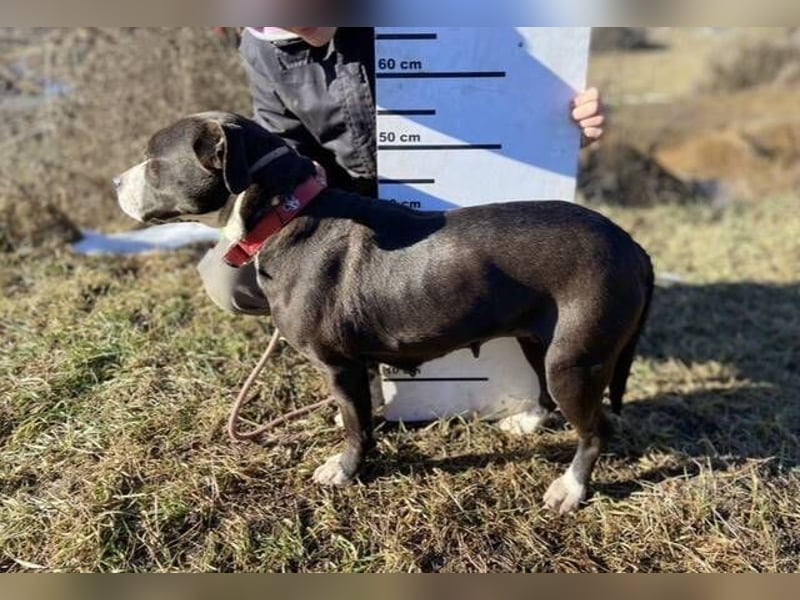 TORI hat einen Herzenswunsch  -ein Zuhause