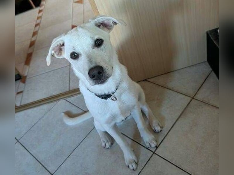 CLEO ist ein süßes Hundekind