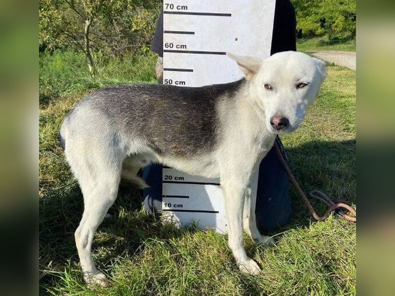 SVEN ist ein fröhlicher Jungspund