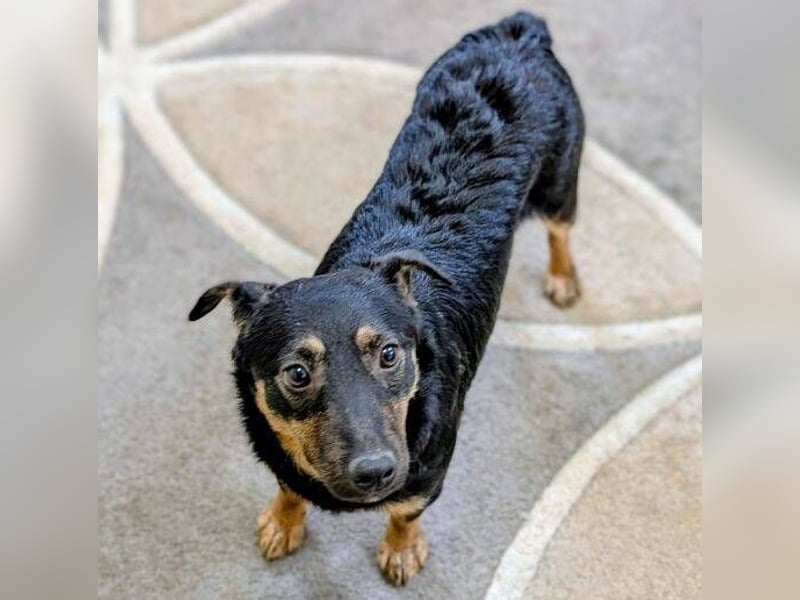 LINO  ist ein ganz besonders lieber