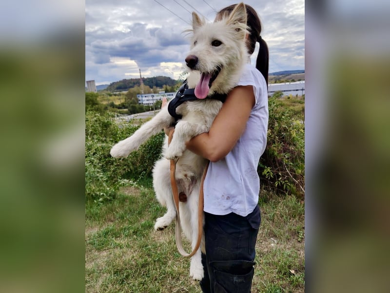 Zauberhafter Husky Terrier ähnlicher Jungrüde, 10Mon., kastriert