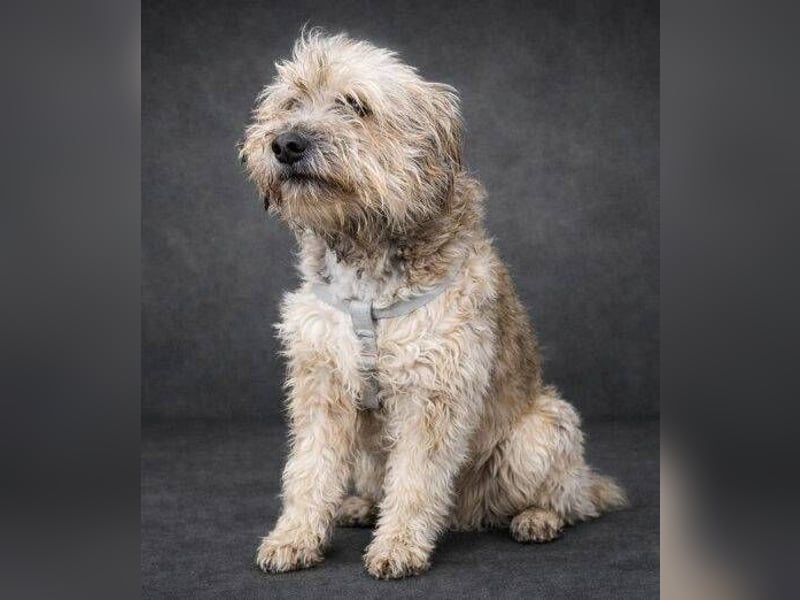 VICTOR  süßer kleiner Wuschel