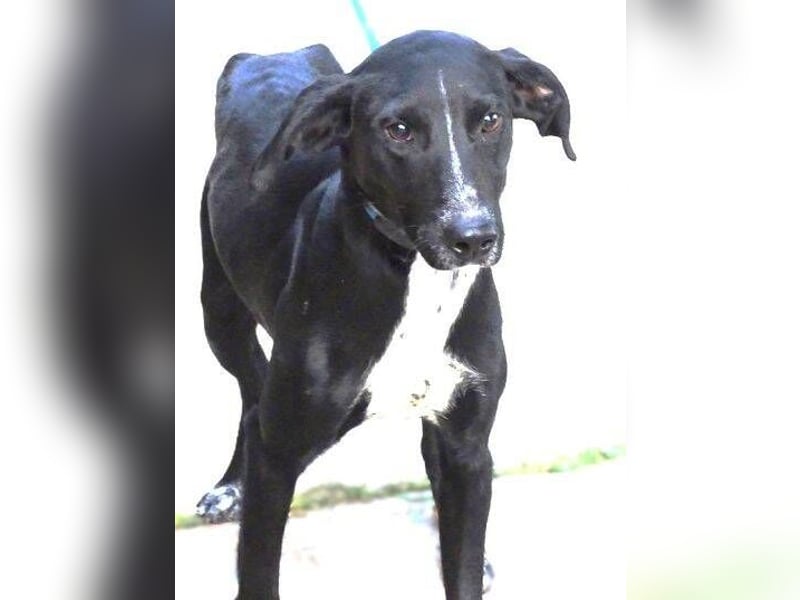 JEFF 2 hat Angst, wer rettet ihn?