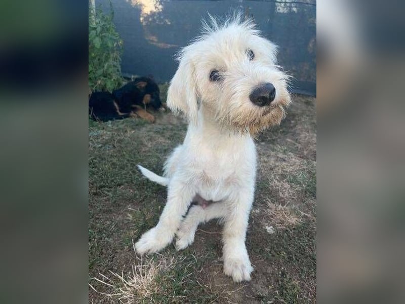 ELVIS der Hundejunge hätte so gern eine Familie