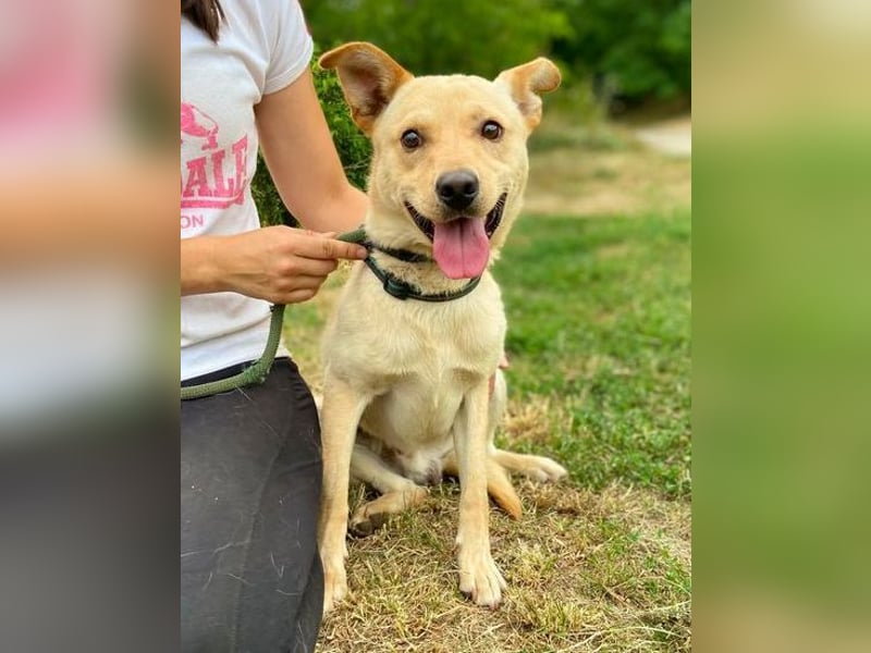 SHELDON ,verspielter , freundlicher Hundejunge