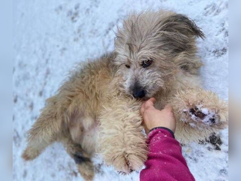 VICTOR  süßer kleiner Wuschel