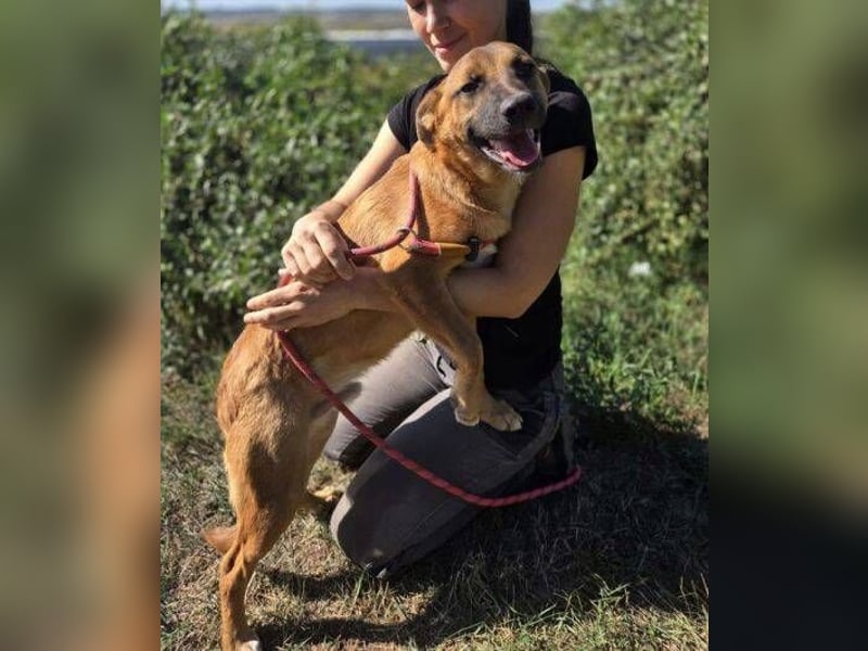 ARAMIS der Hundejunge irrte verloren umher