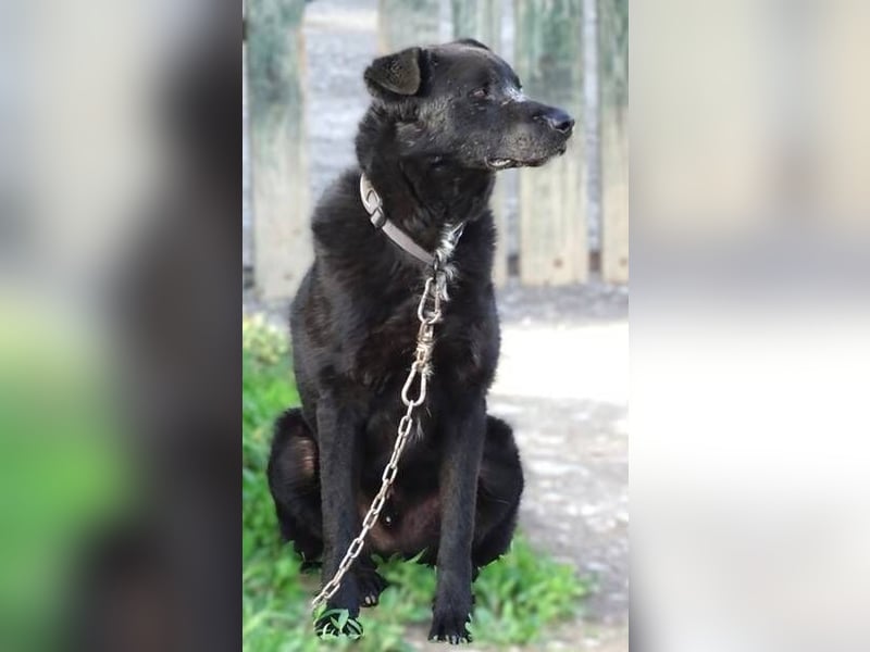 LUKA wünscht sich sehnlichst ein Zuhause