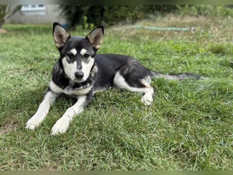 KEZIA , süßes HuskyMix Mädchen