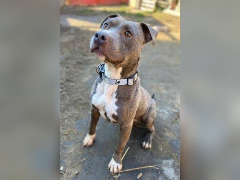 Blue, Staffordshire Mischling