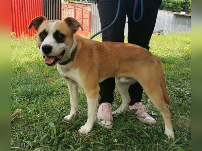 Dave, Engl. Bulldoggen Labrador Mischling