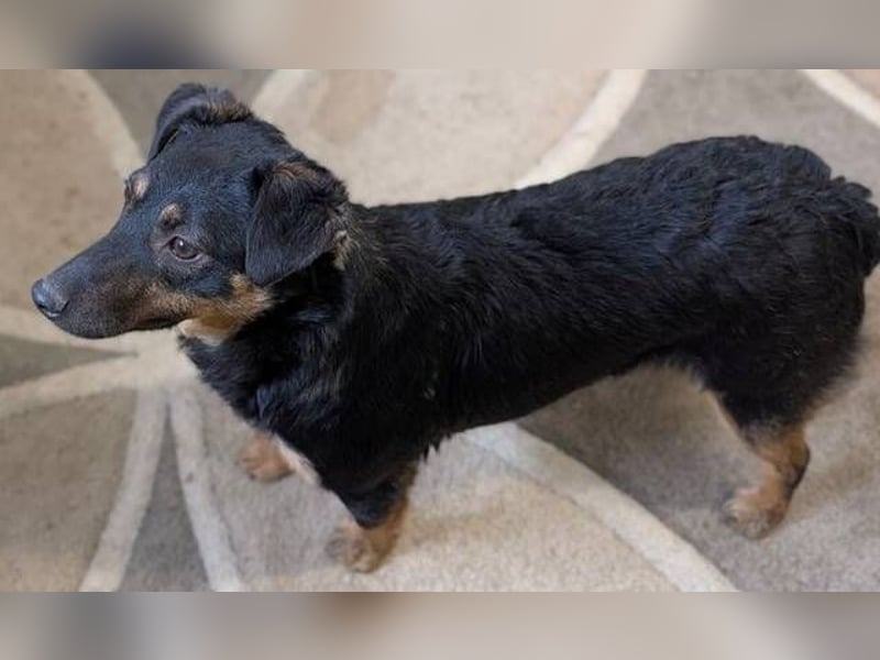 LINO  ist ein ganz besonders lieber