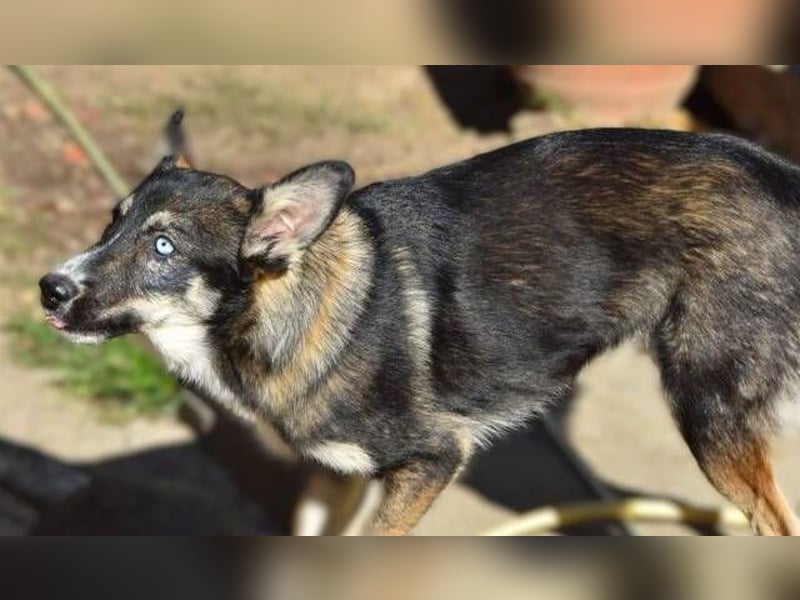 LOKI schwebt in Lebensgefahr