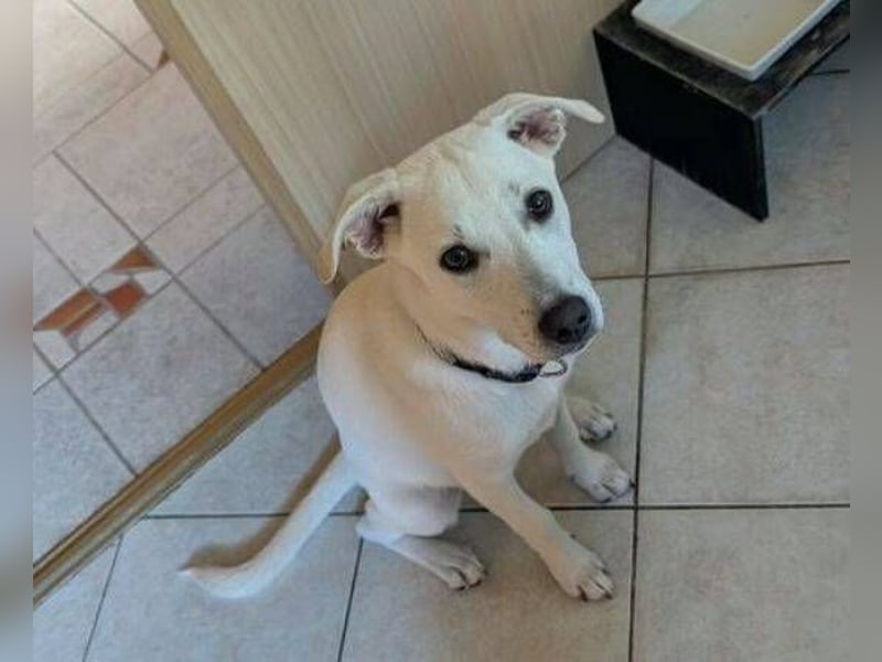 CLEO ist ein süßes Hundekind