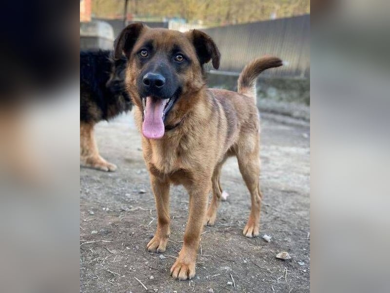 ARTHUR 2 sucht sein Zuhause