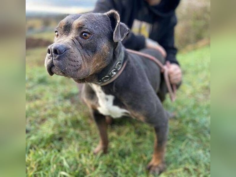 JORGI ist ein liebenswerter,  verträglicher Kerl