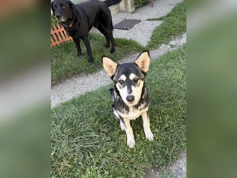 KEZIA , süßes HuskyMix Mädchen