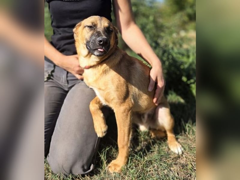 ARAMIS der Hundejunge irrte verloren umher
