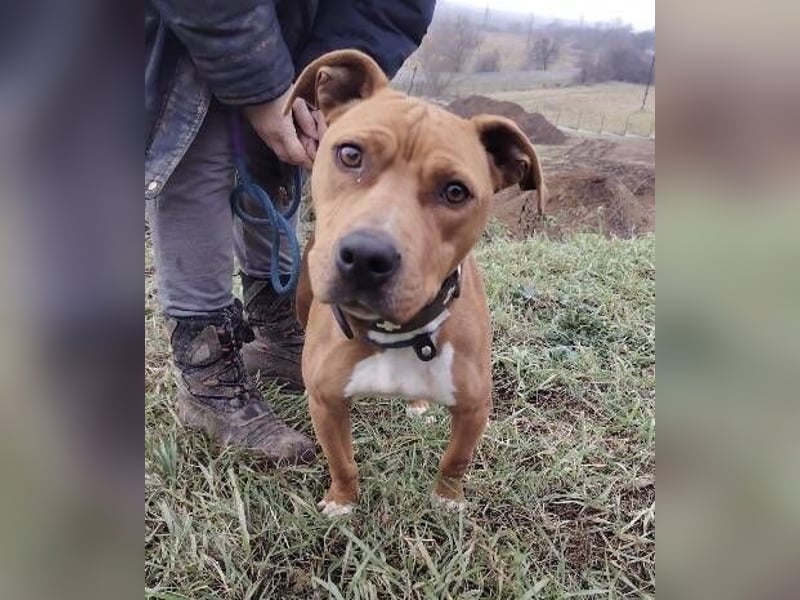 MAYA 2 musste an der Kette hängen