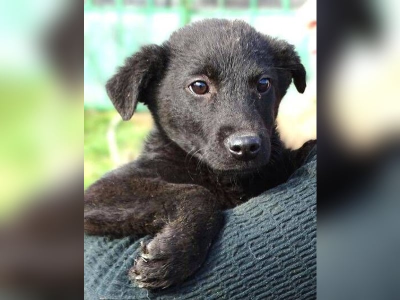 CLOE ist ein süßes Plüschnäschen