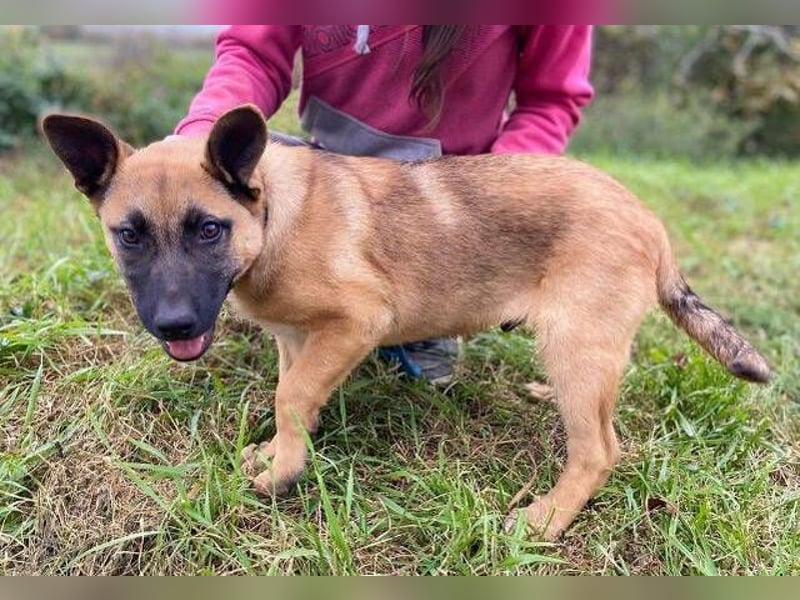 XARO süßer Hundejung sucht sein Zuhause