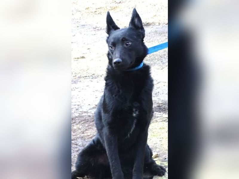 PETRA - süßes Spitzöhrchen