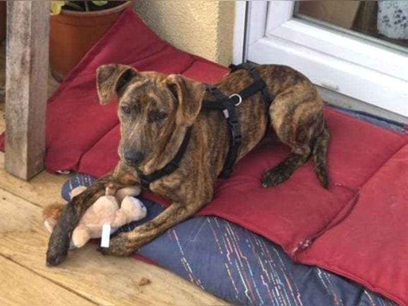 ZIPPO ist ein ganz toller Junghund