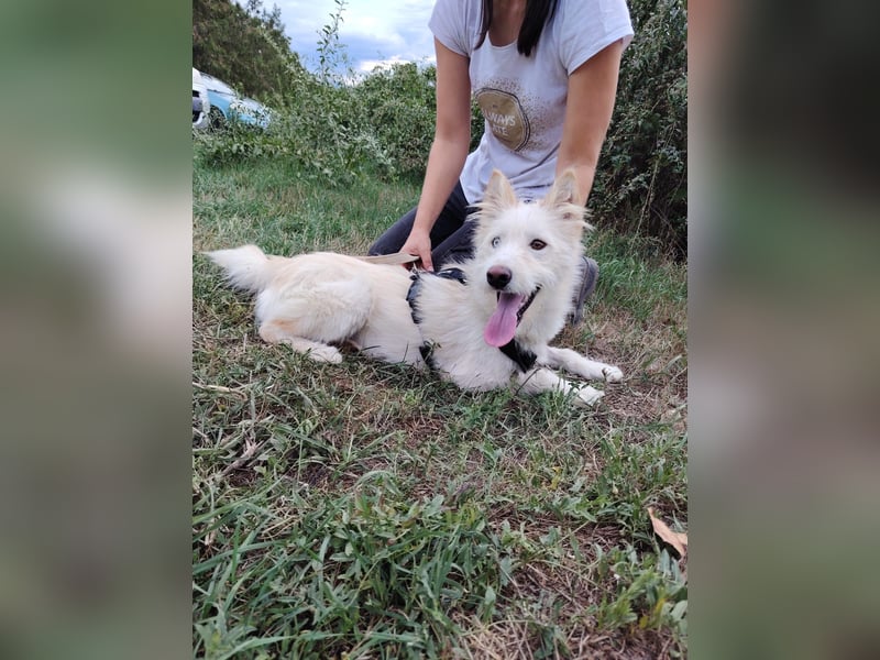 Zauberhafter Husky Terrier ähnlicher Jungrüde, 10Mon., kastriert