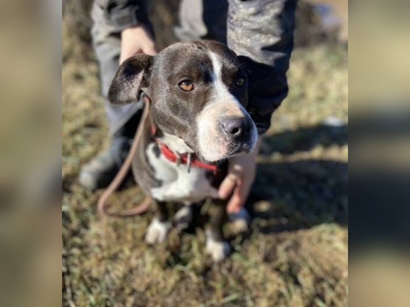 TORI hat einen Herzenswunsch  -ein Zuhause