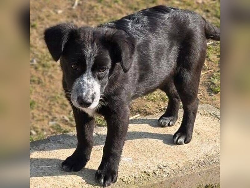 ANJA braucht dringend ein Zuhause