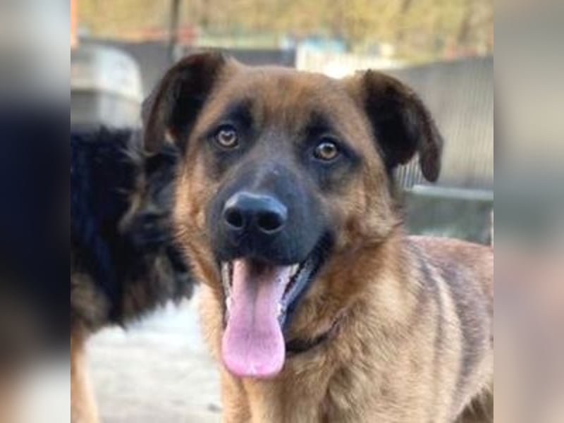 ARTHUR 2 sucht sein Zuhause