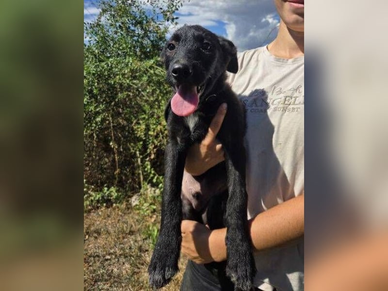 FRANZ das Hundekind wurde im Stich gelassen