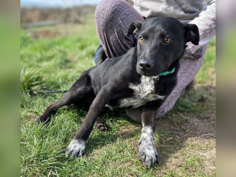 LUCKY 2 sucht sein Glück