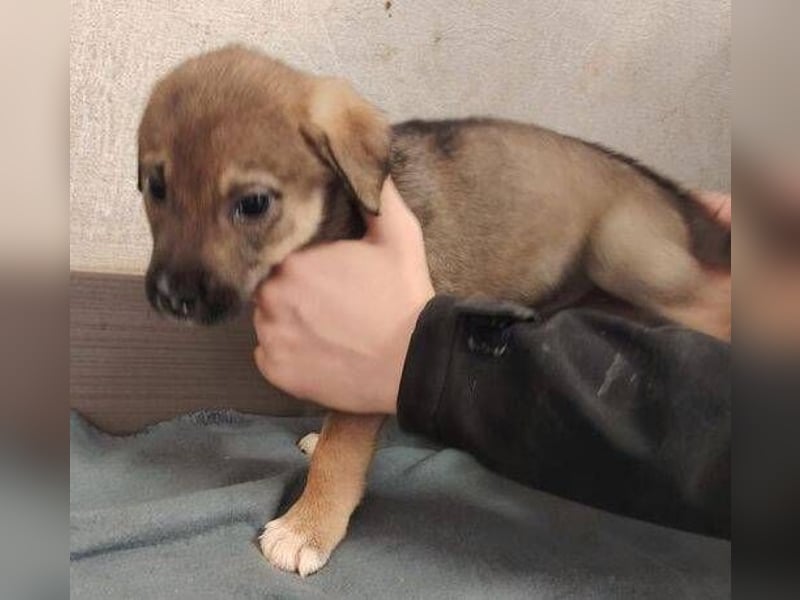 TINA das Hundebaby wurde ausgesetzt