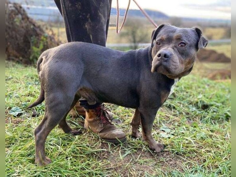JORGI ist ein liebenswerter,  verträglicher Kerl
