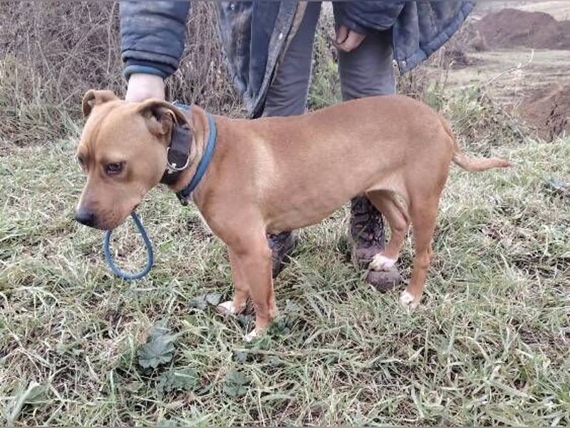 MAYA 2 musste an der Kette hängen