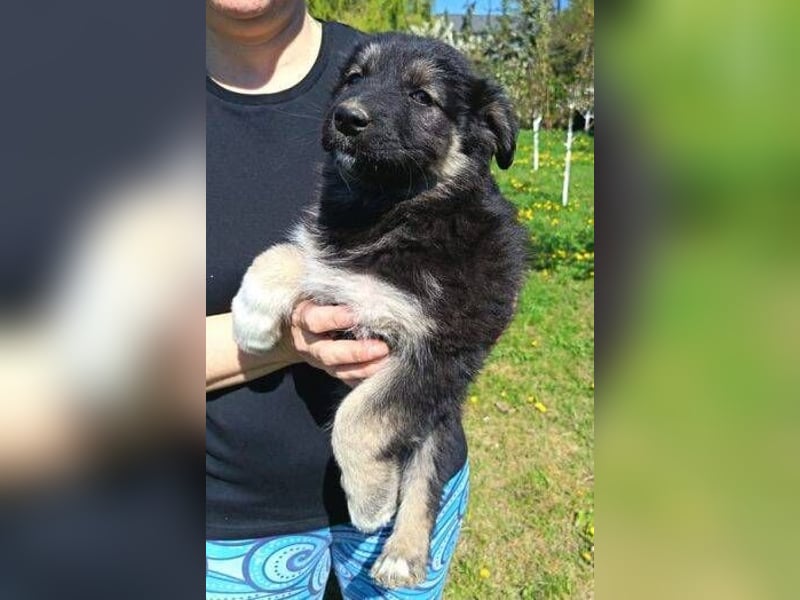 Laura ist ein süßes Hundemädchen