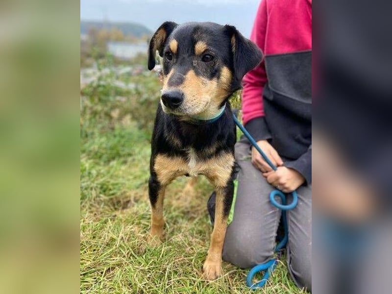 BUDDY  ist ein liebevoller Junge