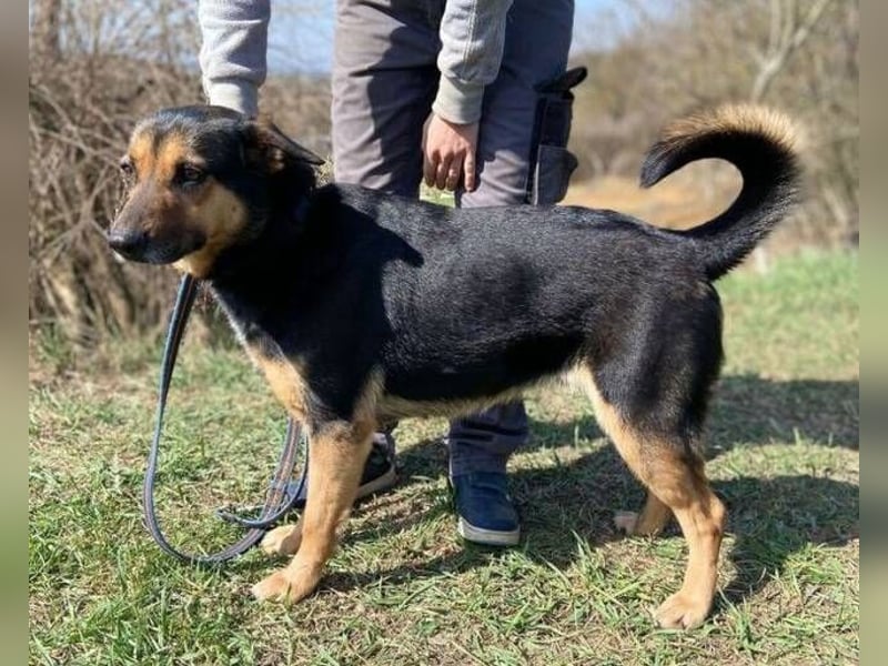 ALFA sehnt sich so nach einer Familie