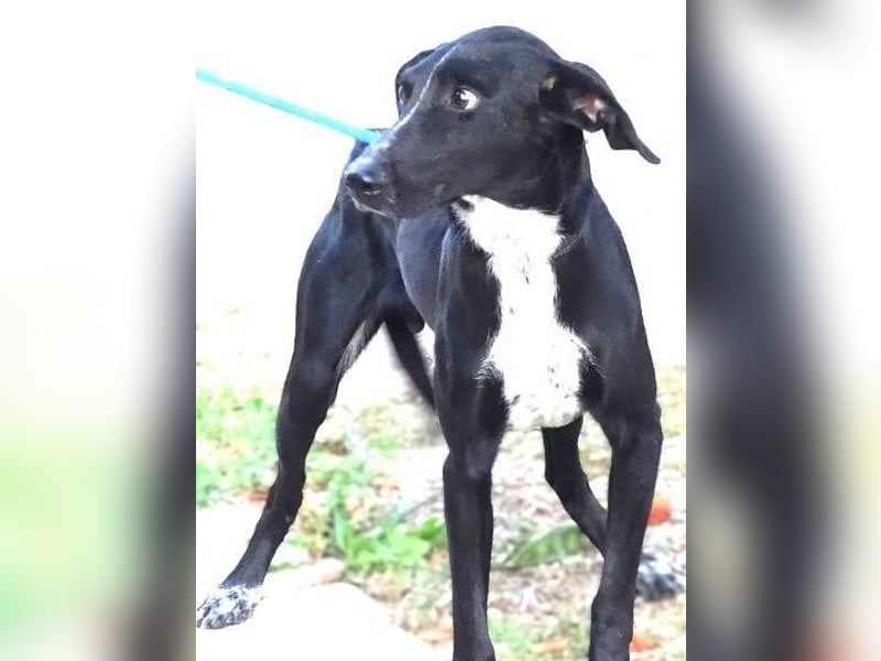 JEFF 2 hat Angst, wer rettet ihn?