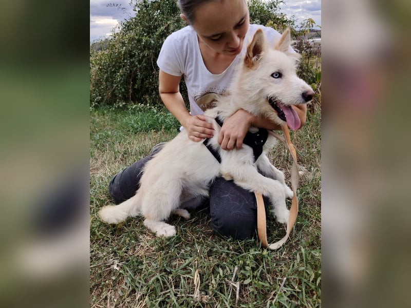 Zauberhafter Husky Terrier ähnlicher Jungrüde, 10Mon., kastriert