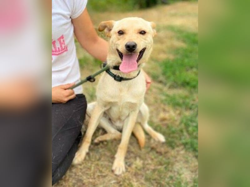 SHELDON ,verspielter , freundlicher Hundejunge