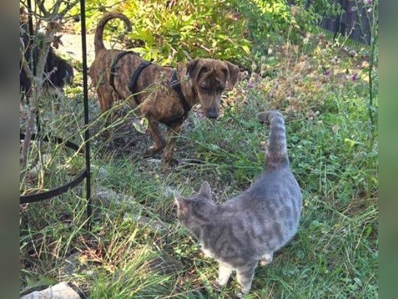 ZIPPO ist ein ganz toller Junghund