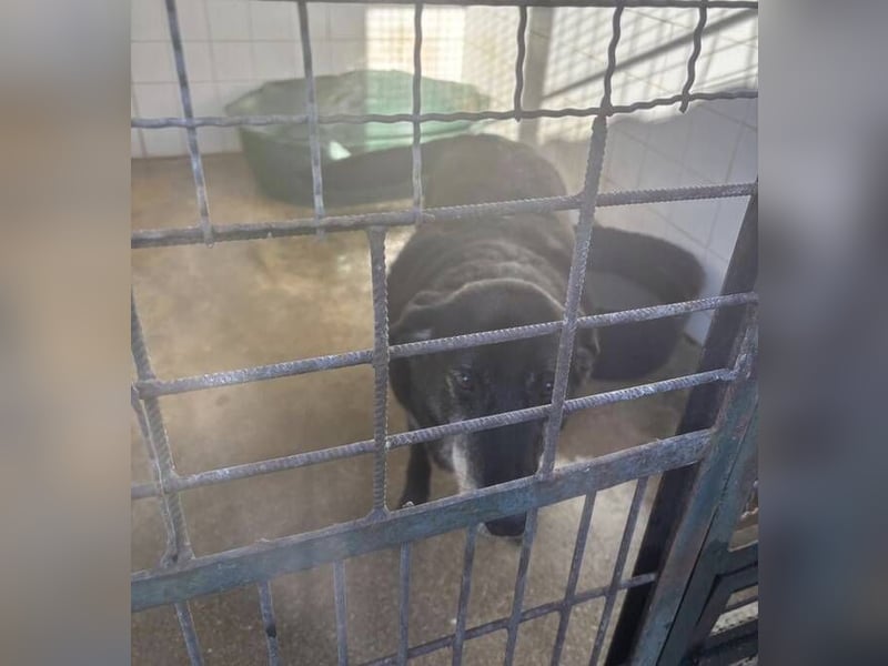 BILLY ist so verzweifelt - wer rettet ihn?