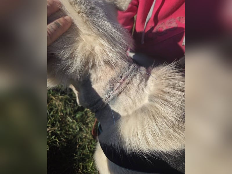 ADRIENA ist verspielt und freundlich