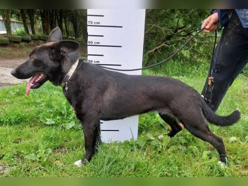 SYRIA wäre eine tolle Begleiterin