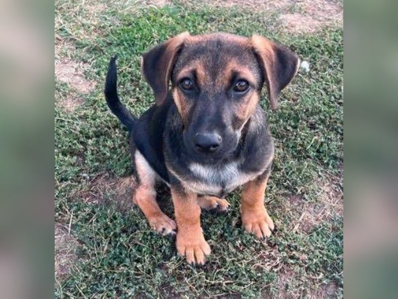 ROKO der kleine Mann möchte sein ❤️ verschenken