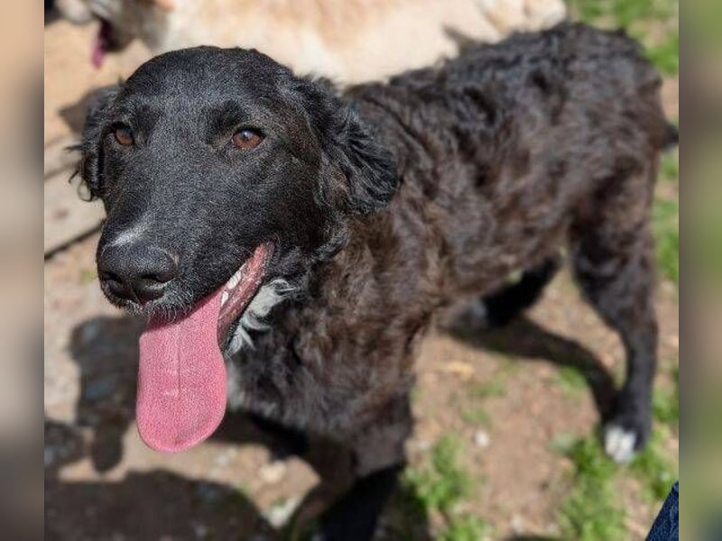 MISHA ist ein drolliger, verspielter Hundejunge