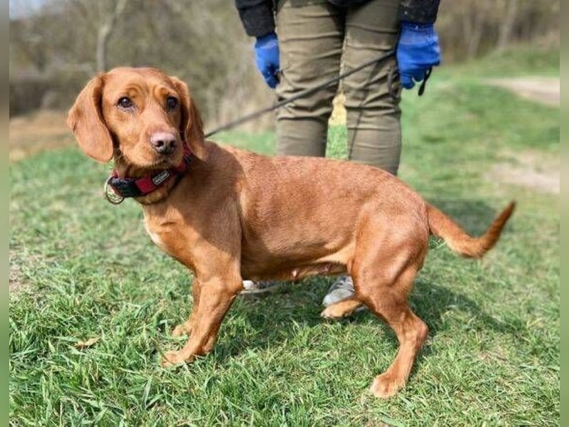 LEA, wunderschöne und zierliche Hündin
