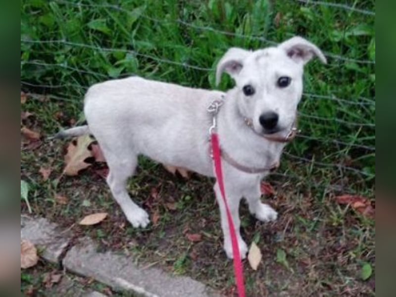 PEDRO süsses Pelzbaby